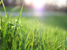 Lawn Care Services To Promote Grass Growth