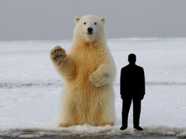 Polar Bear Height,
