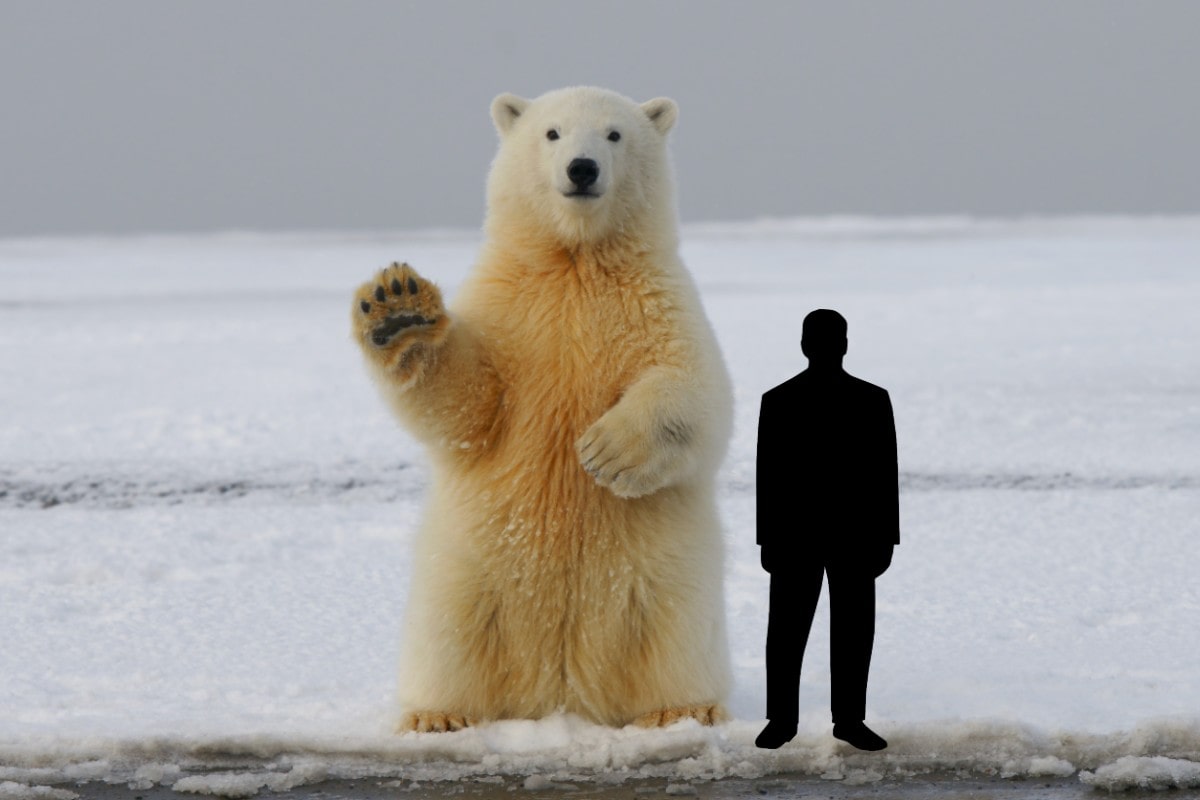 Polar Bear Height Physical Characteristics And Some Amazing Facts Polar Bear Height Physical Characteristics And Some Amazing Facts